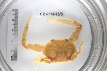 Media type: image;   Invertebrate Zoology CRU-4489 Description: Preserved specimen.;